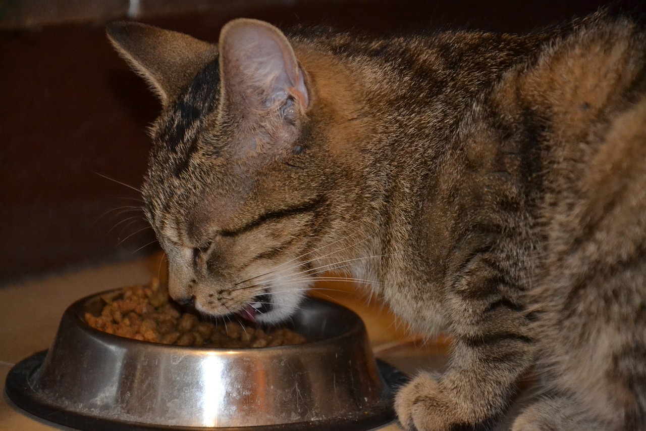 kot jedzący karmę